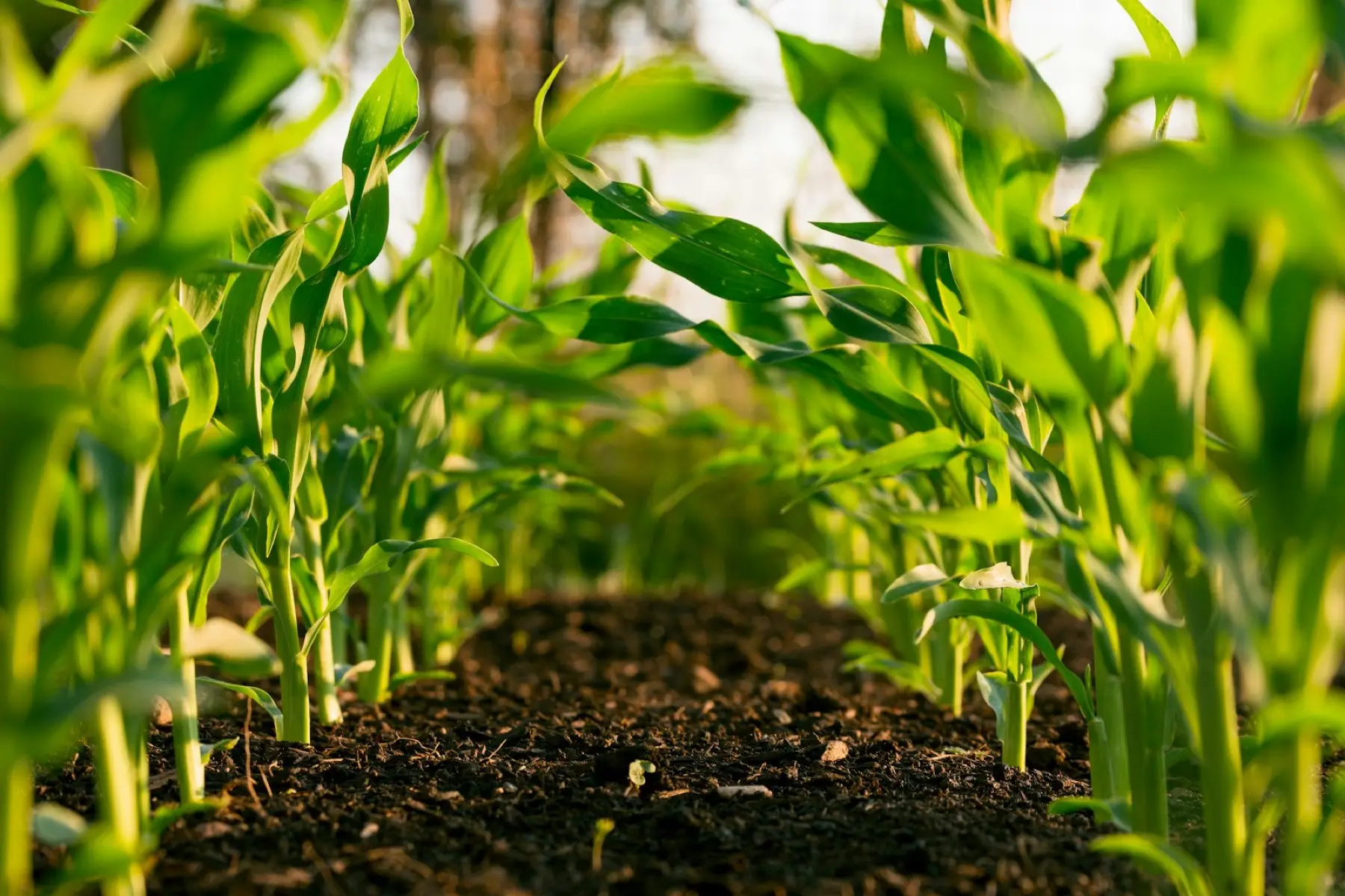 Environnement & agriculture · Pantome