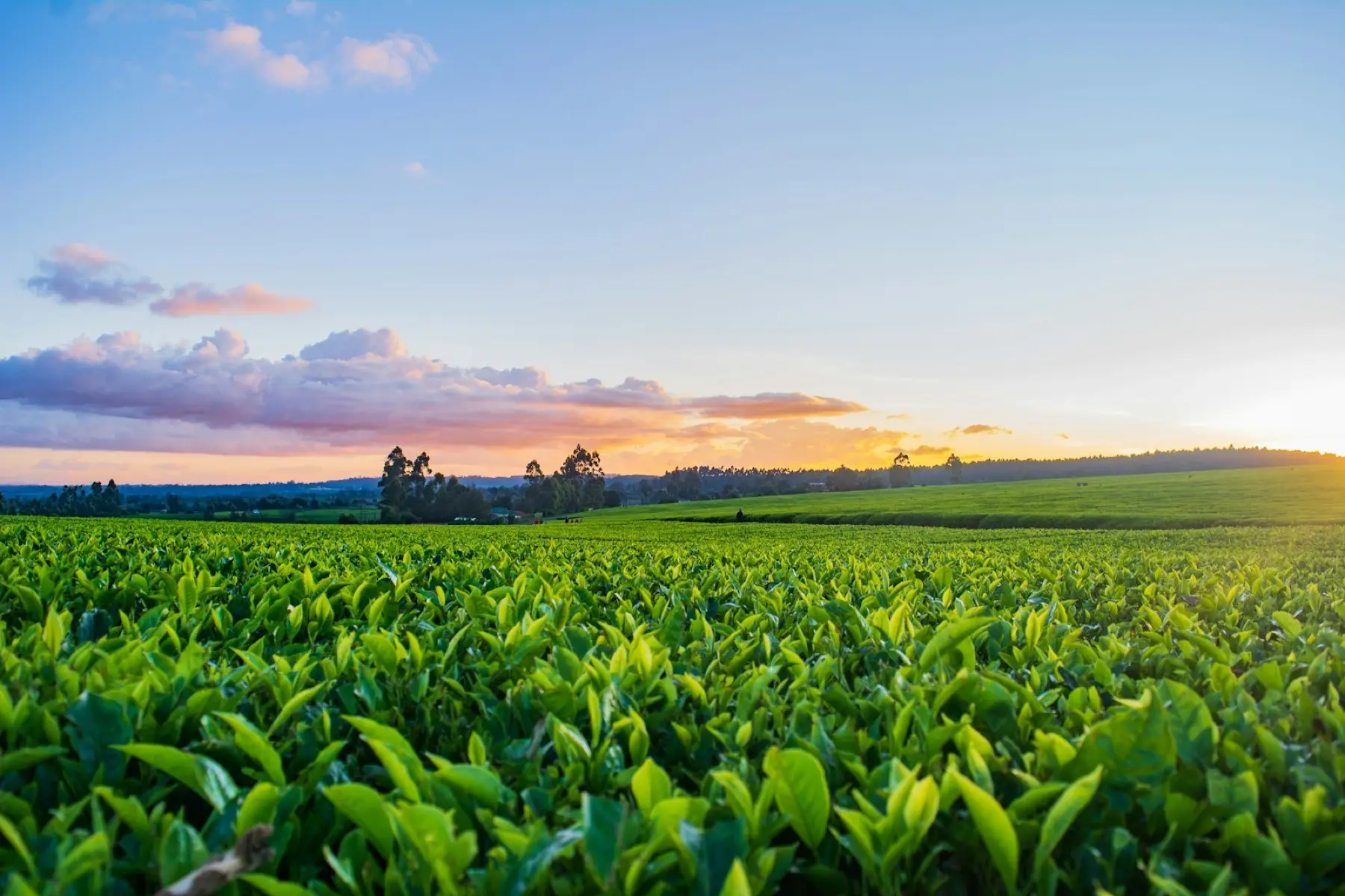 Environnement & agriculture · Pantome